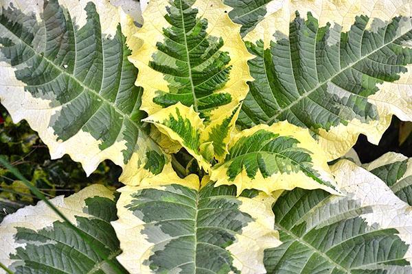 Reclamación abigarrada del minero de Brugmansia