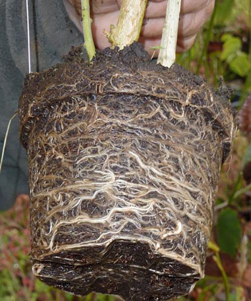 Système racinaire de Brugmansia complètement enlacé avec une motte de terre