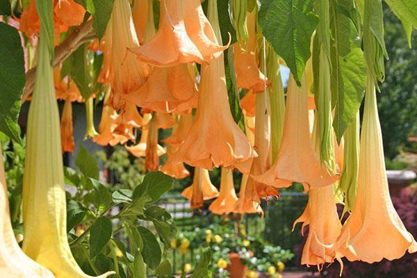 fleurs de brugmansia