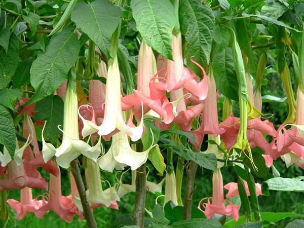 Jardin fleuri brugmansia Tutti Frutti