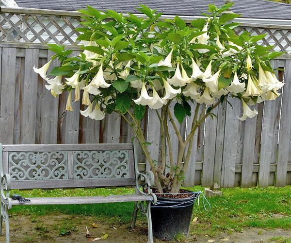 Arbre Brugmansia dans une culture en pot