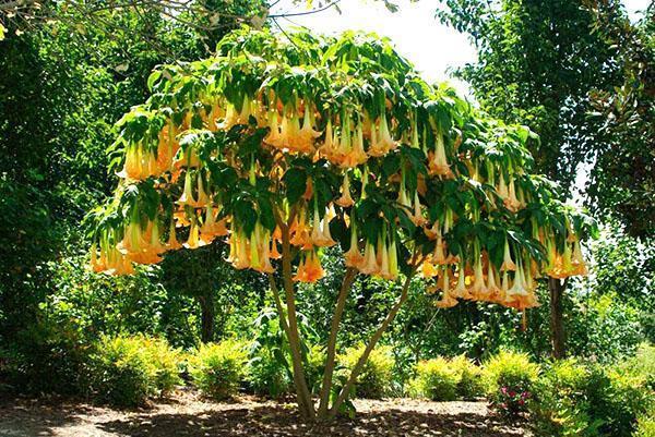 jardin brugmansia en fleurs