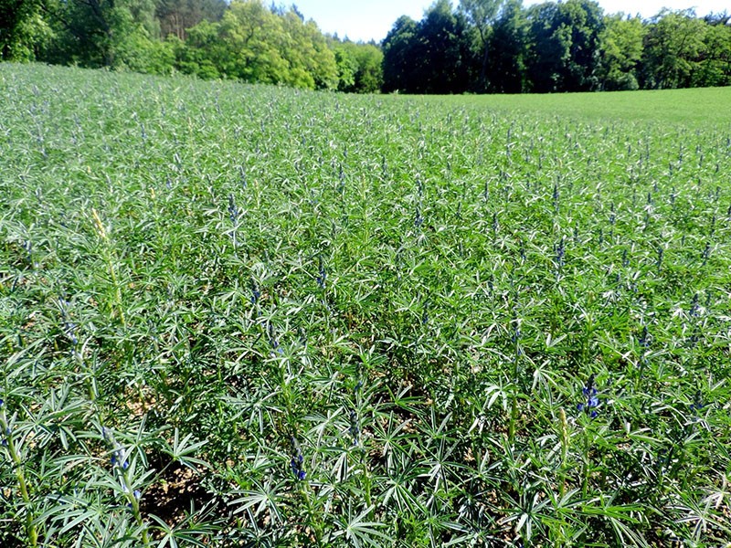 engrais vert pour améliorer la composition du sol