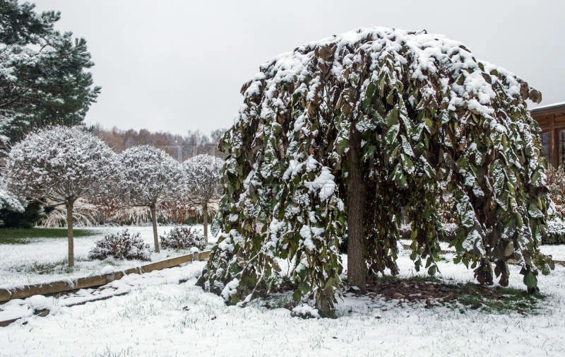 olmo áspero bajo la nieve