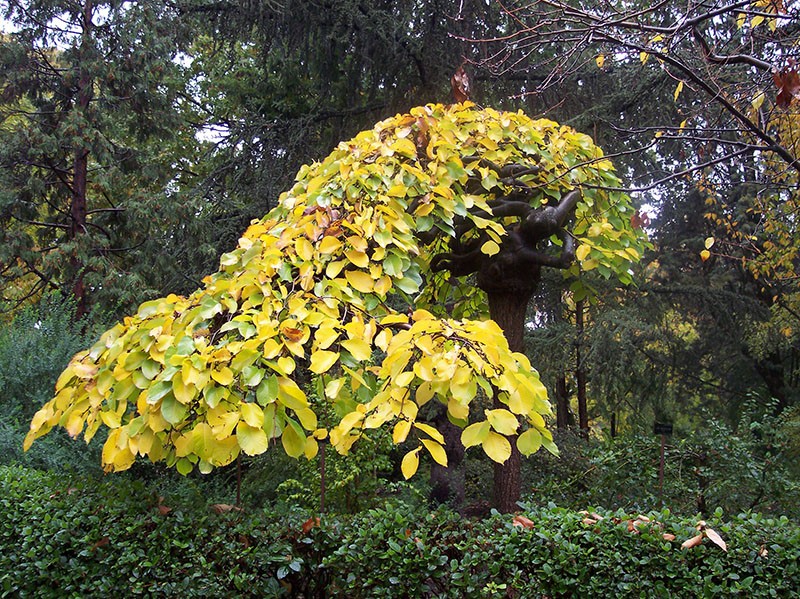 olmo áspero en vestido de otoño