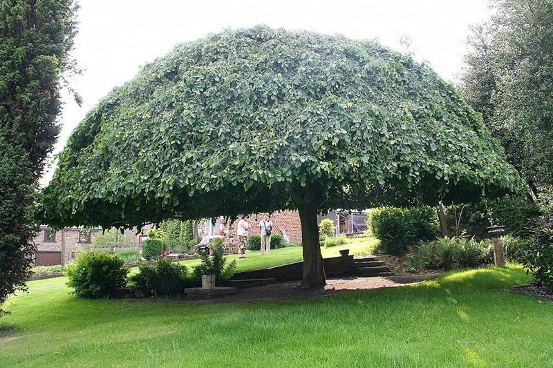 amplia corona de olmo áspero