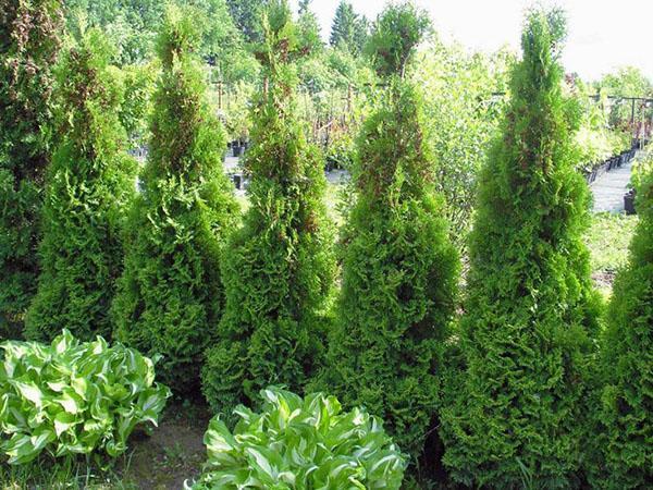 Thuja Holmstrup decorará el jardín.