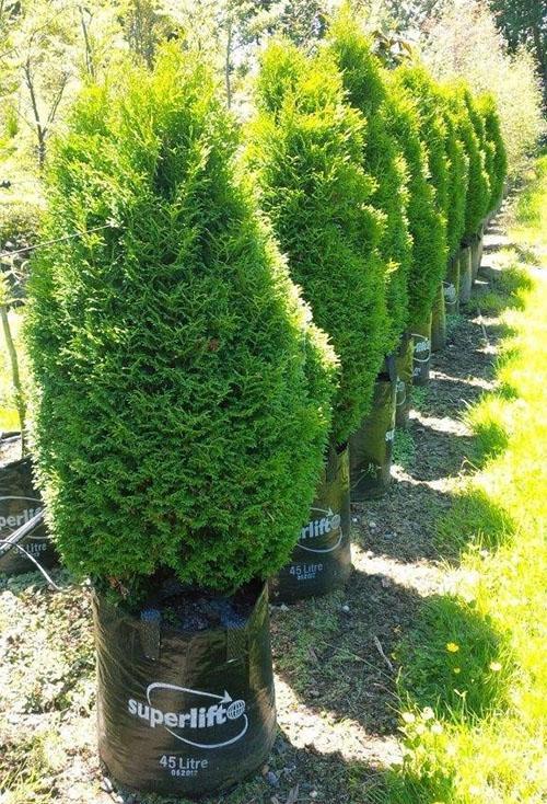 Thuja Holmstrup en el jardín