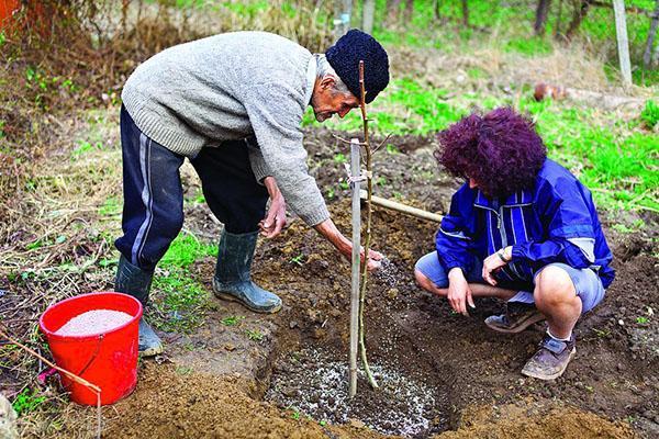 planter un jeune prunier