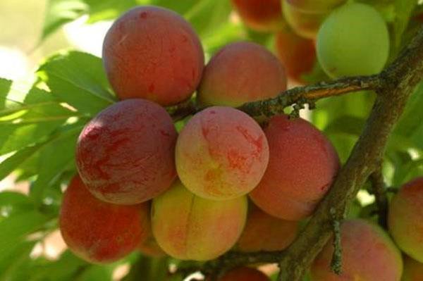 variétés de prunes Pêche