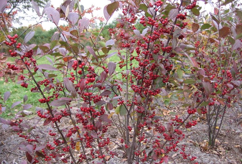 arbusto de chokeberry