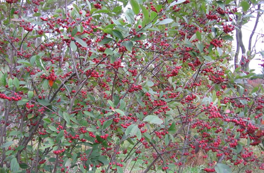 bayas de chokeberry