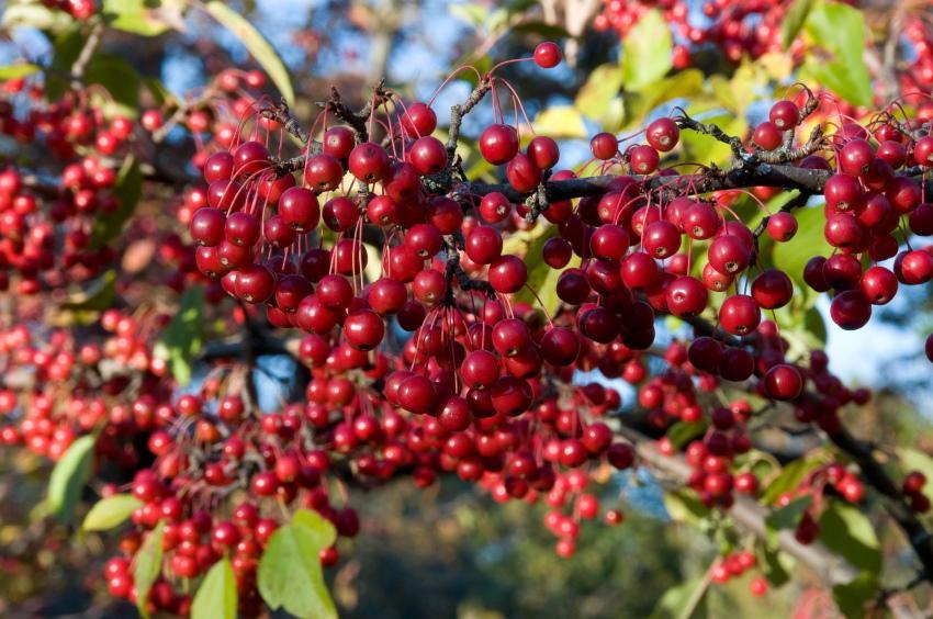 características del rojo chokeberry