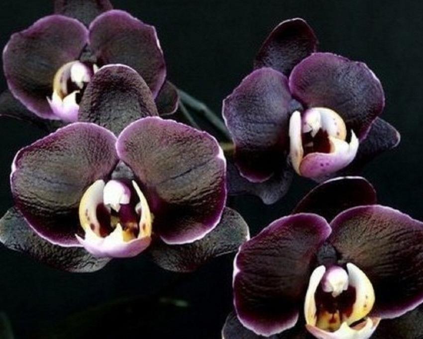 orchidée noire