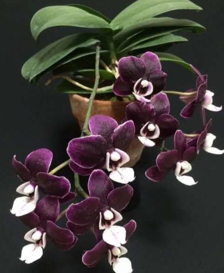 características de la orquídea caoda