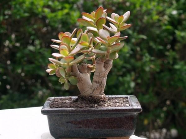 bonsai de mujer gorda