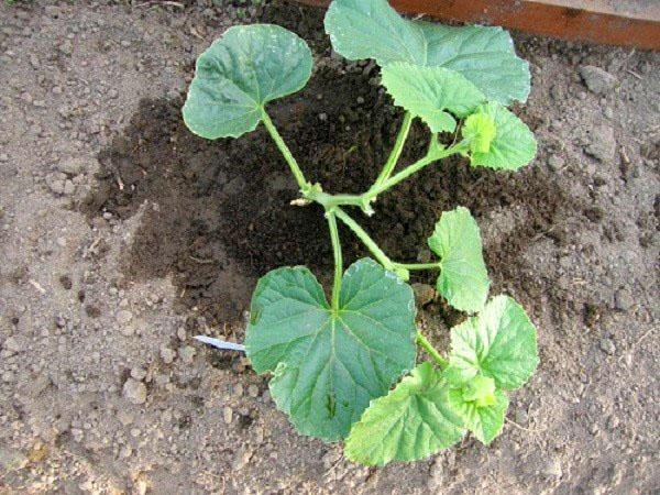 formation de buisson de melon