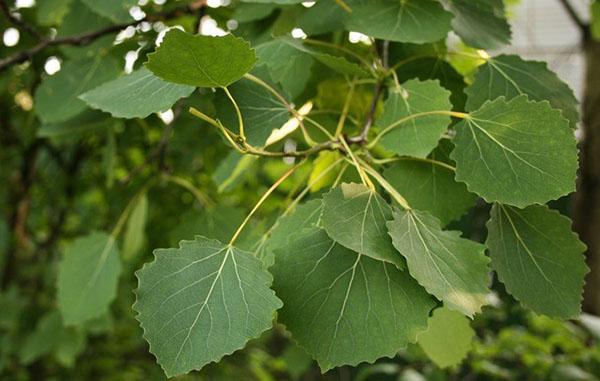 feuilles de tremble