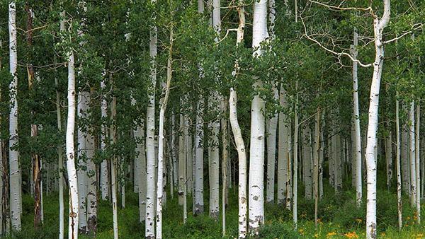 forêt de trembles