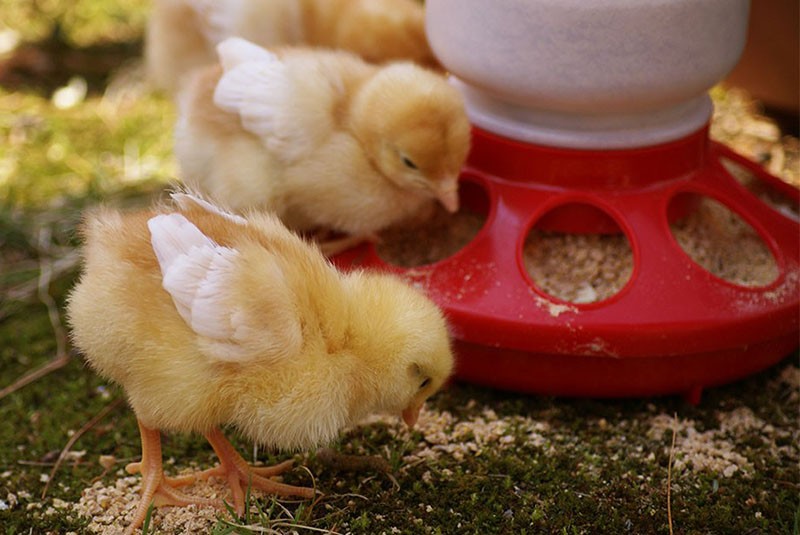 traitement de poulet