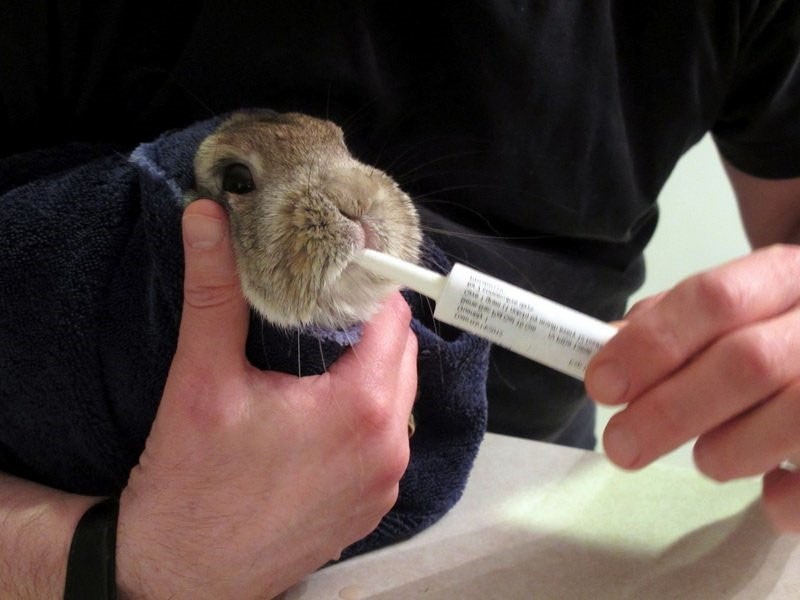 tratamiento de conejo
