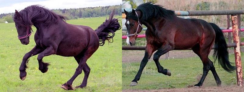 couleur cerise des chevaux bai