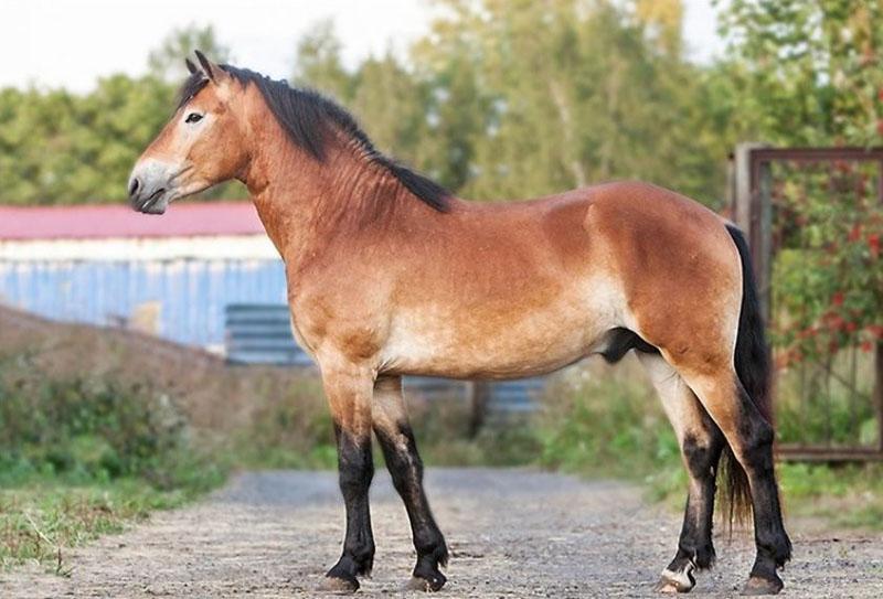 une sale variété de chevaux bai