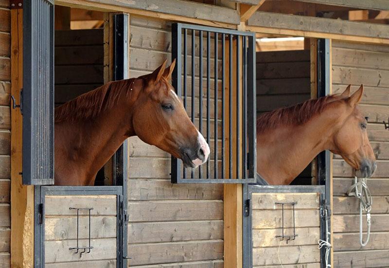 toilettage des chevaux bai