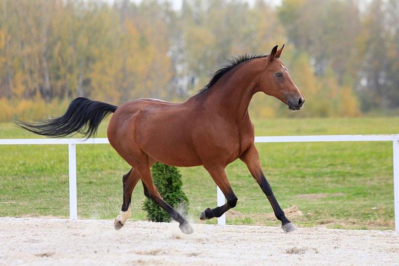 caractéristique de la couleur du cheval bai