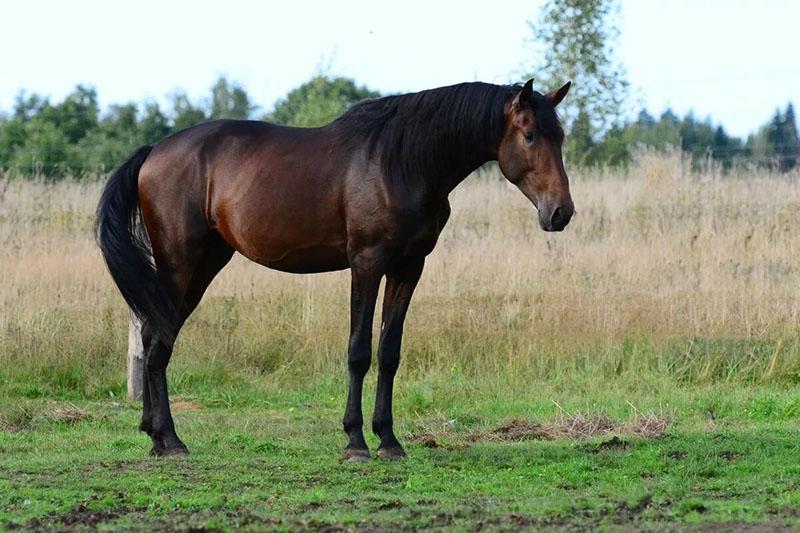 cheval marron foncé à crinière noire