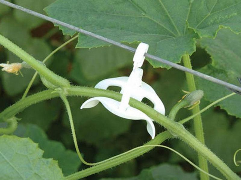 sujetando el látigo de pepinos