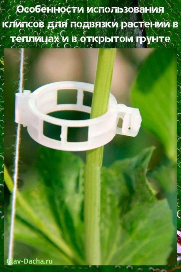 clips pour jarretières de plantes dans les serres