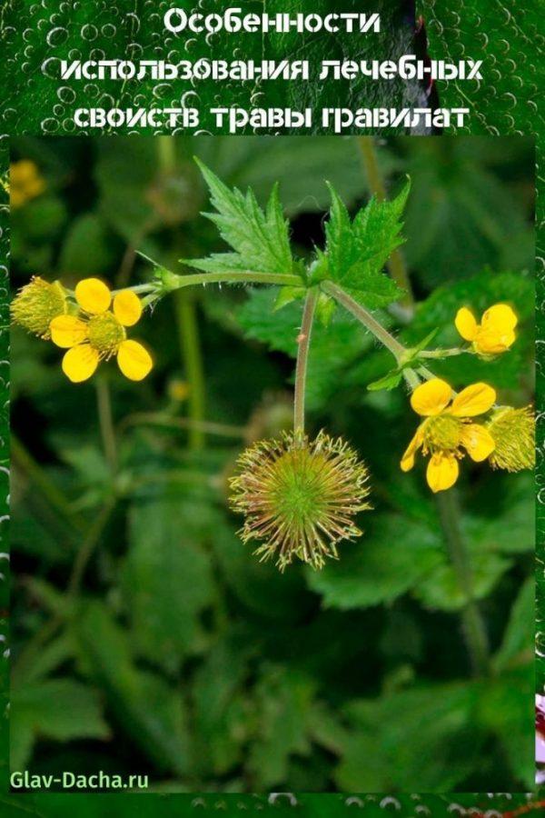 propiedades medicinales de la hierba gravilat