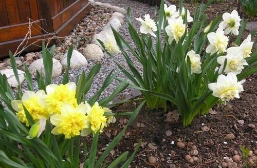 jonquilles