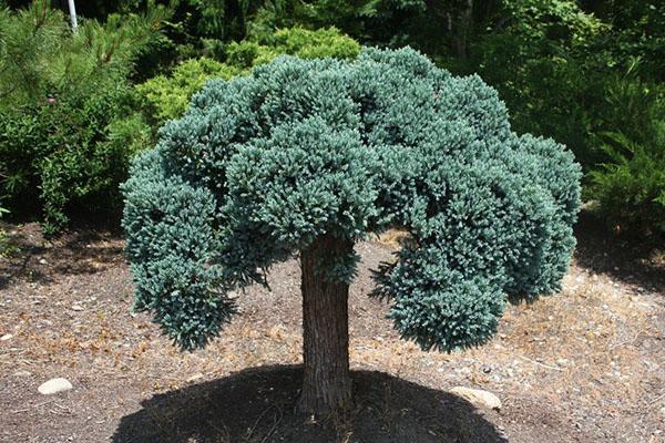 Forma de punzón Juniperus squamata Blue Star Standard