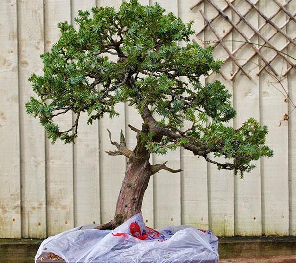 Bonsai de enebro escamoso Meyeri