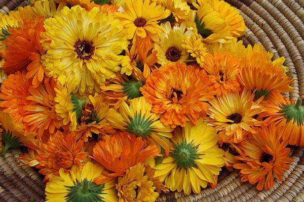 récolte de calendula