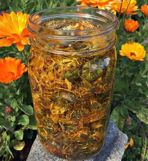 faire une teinture de calendula