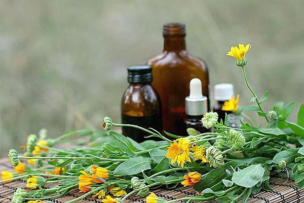 Las flores de caléndula se utilizan para la preparación de la tintura.