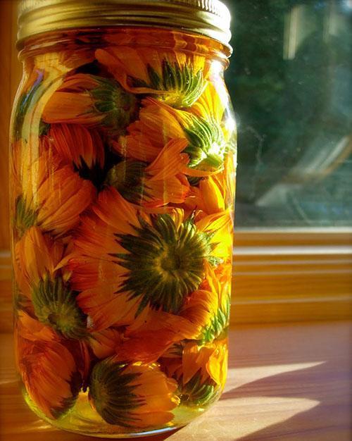 faire de la teinture de calendula à la maison