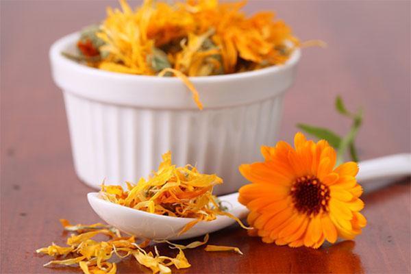 calendula frais et sec pour faire de la teinture ou du thé