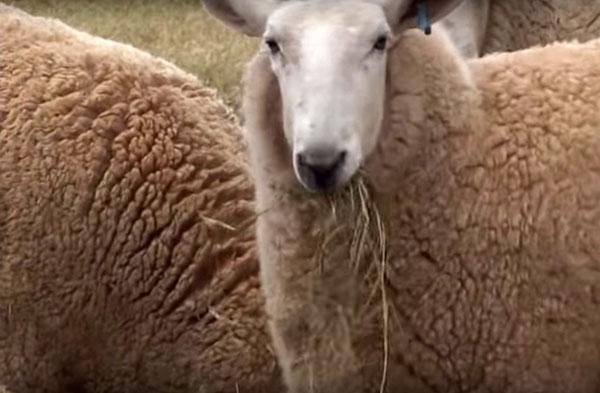 élevage de moutons en Australie