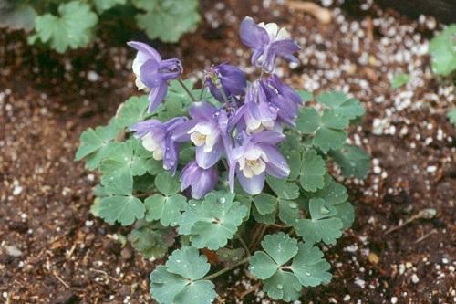 jeune aquilegia buisson