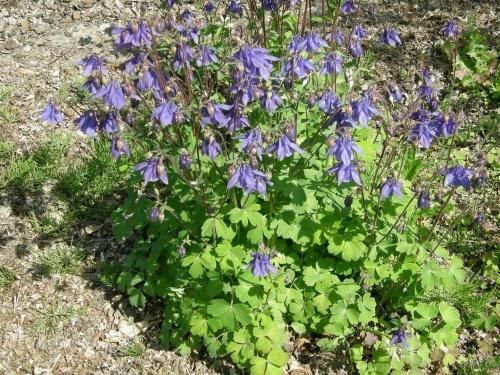 aquilegia buisson