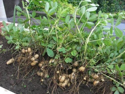 comment poussent les cacahuètes