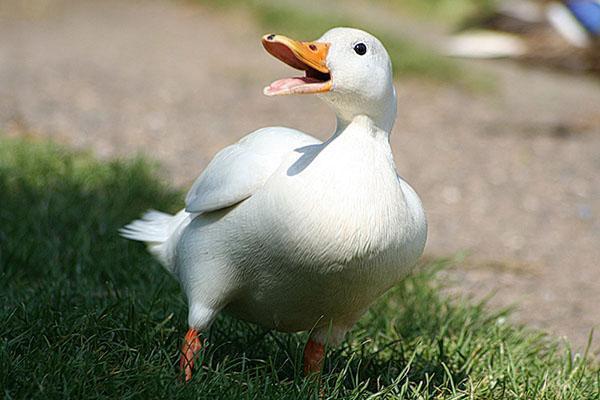 Pato de Pekín en un paseo
