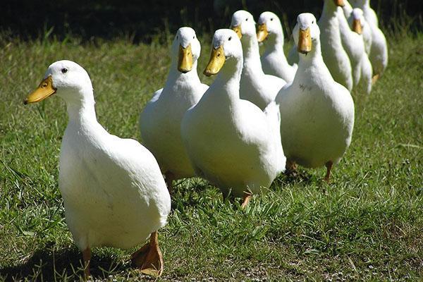 Los patos van al estanque