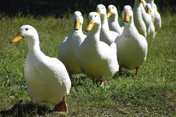 Les canards vont à l'étang