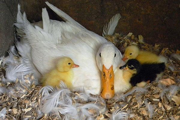 La gallina pato de Pekín es un fenómeno raro