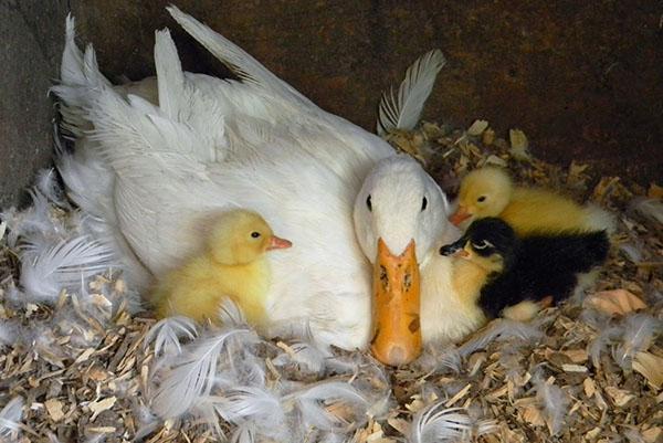 La poule canard laqué est un phénomène rare